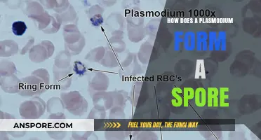 Understanding Plasmodium's Spore Formation: A Complex Life Cycle Explained