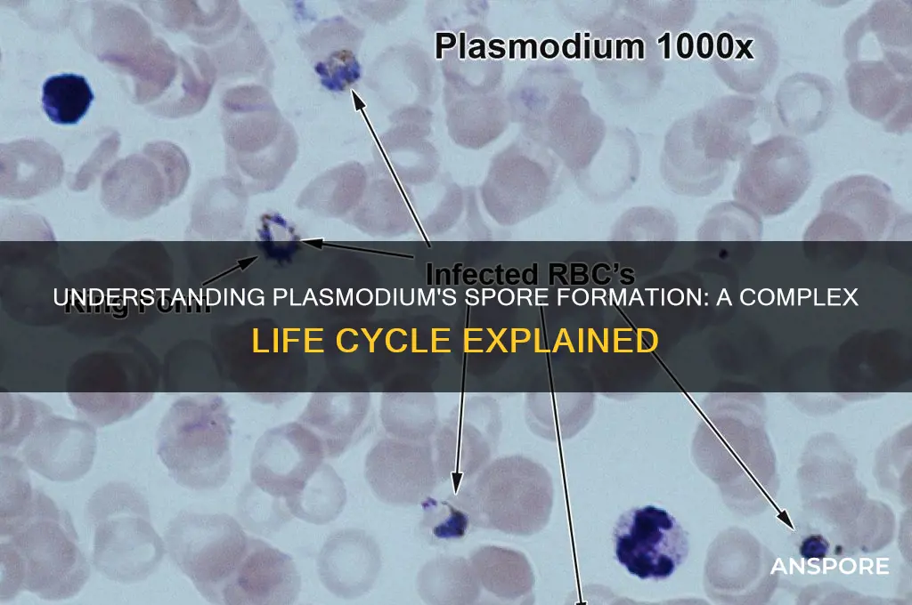 how does a plasmodium form a spore