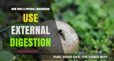 Puffball Mushrooms' Unique External Digestion Process Explained Simply