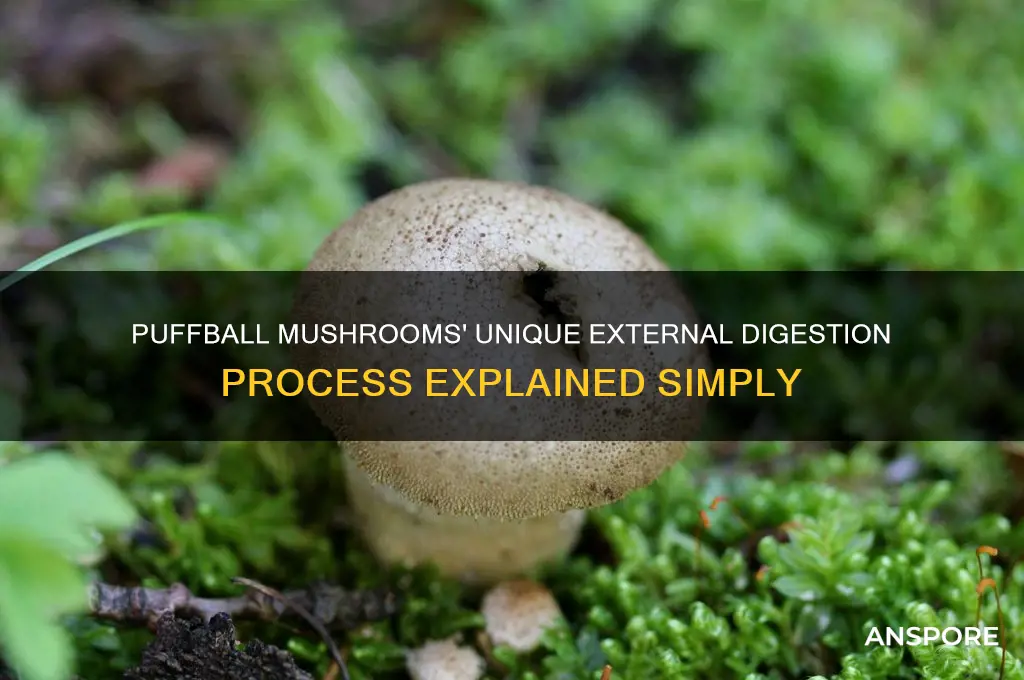 how does a puffball mushroom use external digestion