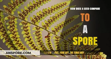 Seeds vs. Spores: Unveiling the Differences in Plant Reproduction