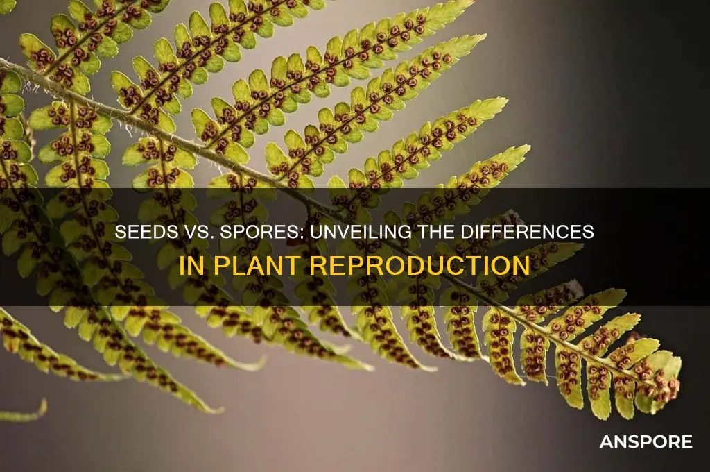 how does a seed compare to a spore