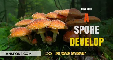 Unveiling the Fascinating Journey: How Does a Spore Develop and Thrive?