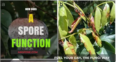 Understanding Spore Functionality: Survival, Dispersal, and Germination Mechanisms