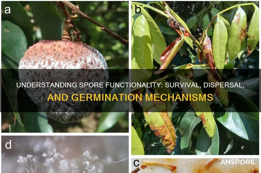 how does a spore function