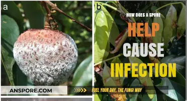 How Spores Trigger Infections: Unveiling Their Role in Disease Spread