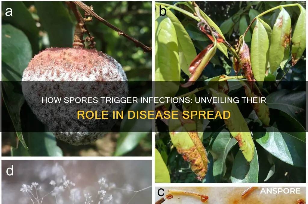 how does a spore help cause infection
