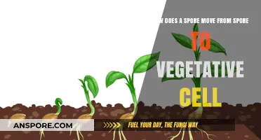 Spore to Vegetative Cell: Unraveling the Transformation and Movement Process