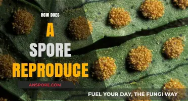 Unveiling the Fascinating Process of Spore Reproduction and Growth