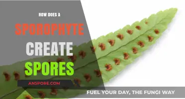 Understanding Sporophyte Reproduction: The Process of Spore Creation Explained