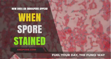 Endospore Staining Reveals Unique Appearance: A Microscopic Insight