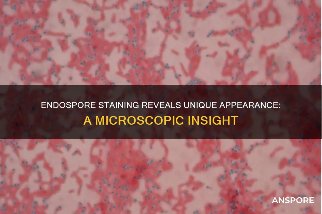 how does an endospore appear when spore stained