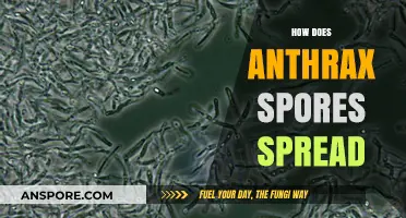 Understanding Anthrax Spores: Transmission, Risks, and Prevention Methods