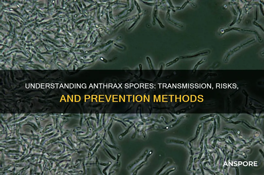 how does anthrax spores spread