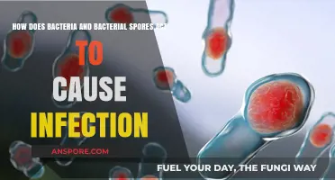 Bacteria and Spores: Unveiling Their Role in Causing Infections