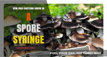 Bacterial Survival Strategies: Understanding Spore Syringe Resilience and Mechanisms