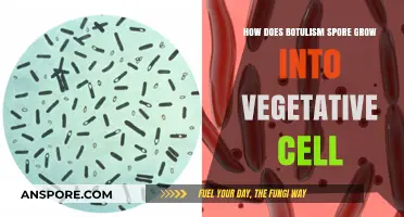 Botulism Spore Transformation: Unveiling Growth into Vegetative Cells