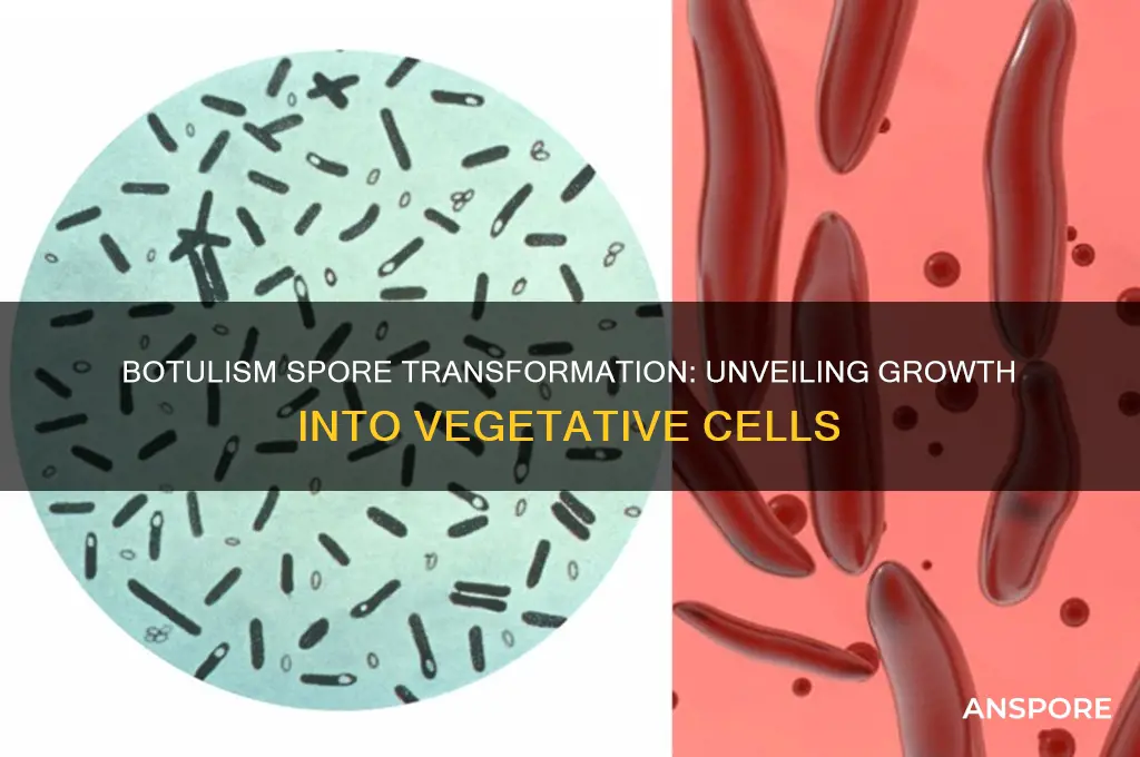 how does botulism spore grow into vegetative cell