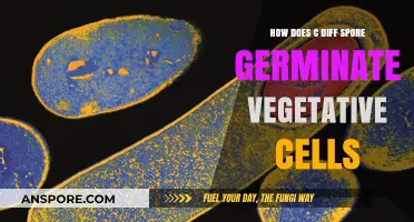 C. Diff Spore Germination: Unlocking Vegetative Cell Formation Secrets