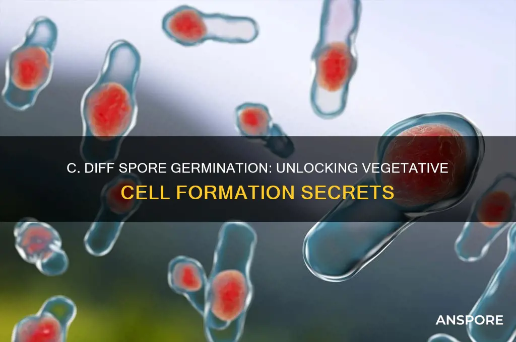 how does c diff spore germinate vegetative cells