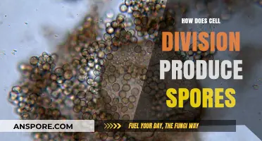 Cell Division's Role in Spore Formation: A Microscopic Journey