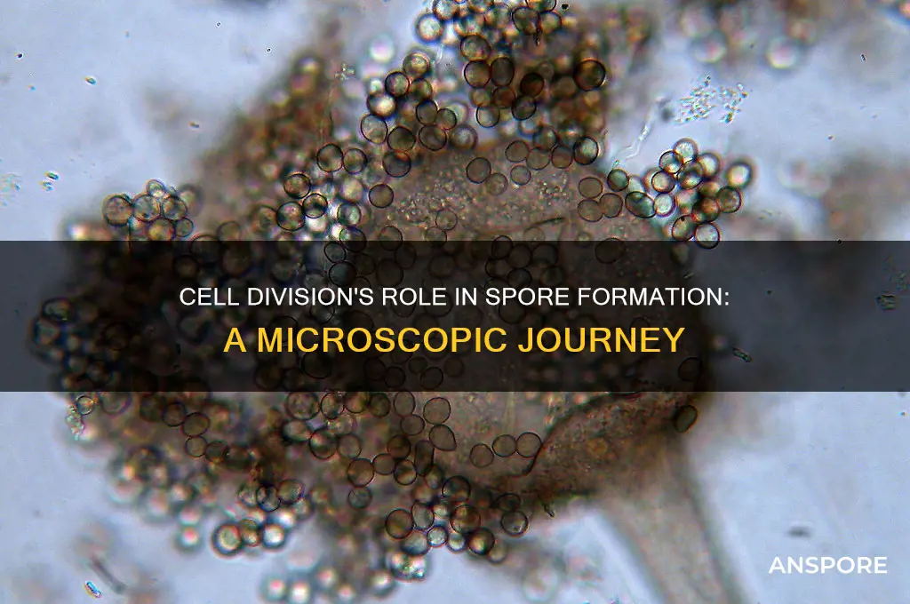 how does cell division produce spores