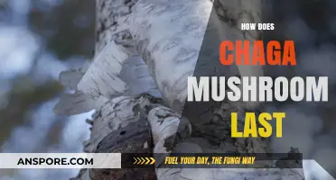 Chaga Mushroom: How Long Does It Last?