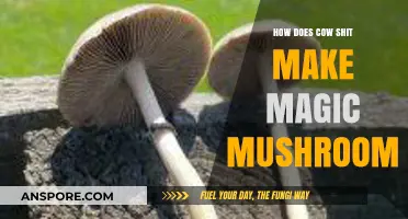 From Cow Dung to Psilocybin: The Surprising Magic Mushroom Connection