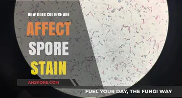 Cultural Aging's Impact on Spore Stain Techniques and Results
