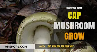 Understanding the Growth Cycle of Deadly Death Cap Mushrooms