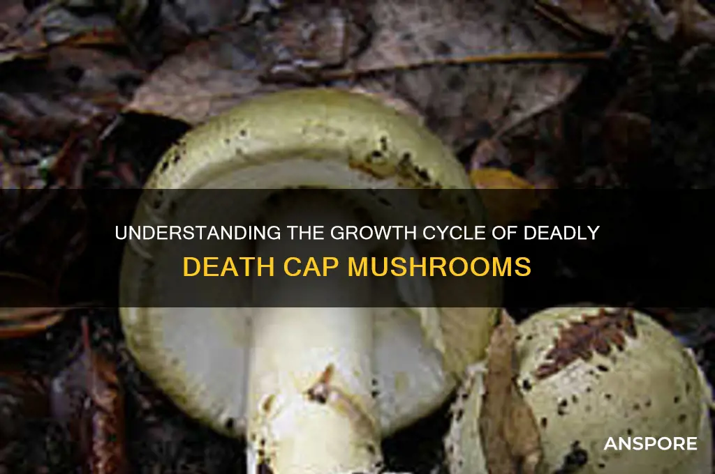 how does death cap mushroom grow