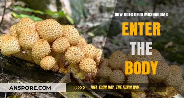 Mushrooms' Journey: Entering the Body