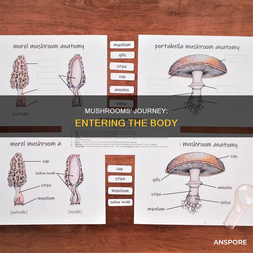 how does drug mushrooms enter the body
