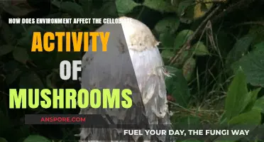 Mushroom Cellobiase Activity: Environmental Influence Explored