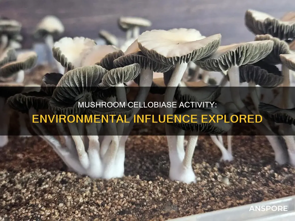 how does environment affect the cellobiase activity of mushrooms