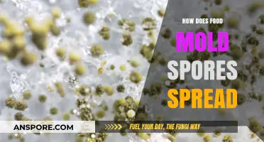 Understanding Mold Spores: How They Spread Through Food and Environment