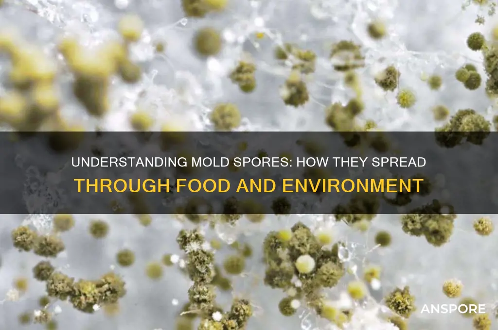 how does food mold spores spread