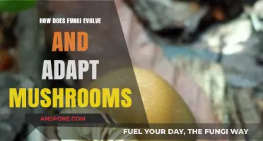 Fungi Evolution: Adapting Mushrooms' Secrets