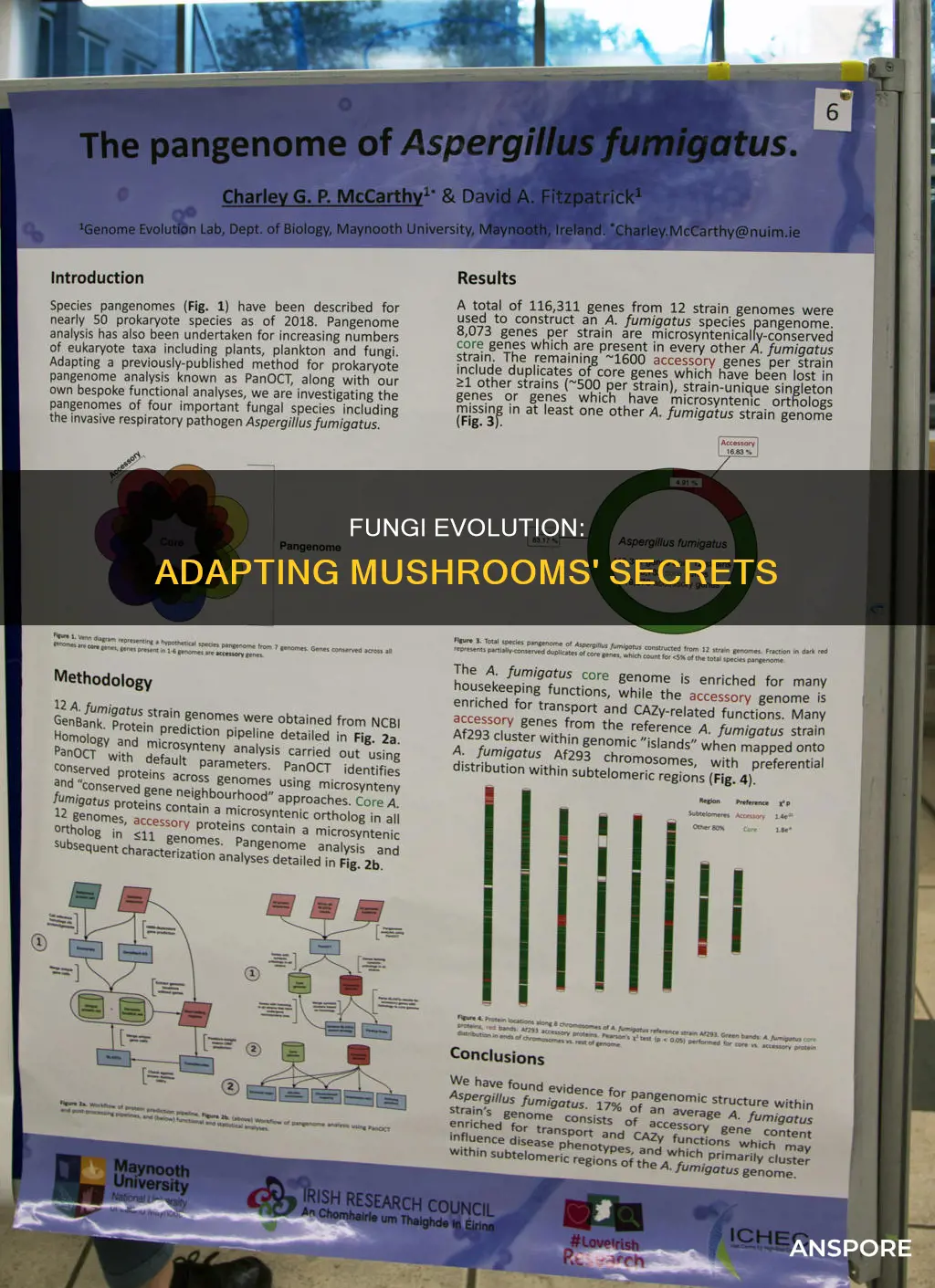 how does fungi evolve and adapt mushrooms