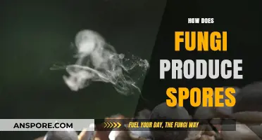 Unveiling the Fascinating Process of Fungal Spore Production and Dispersal