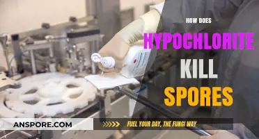 Hypochlorite's Mechanism: How It Effectively Kills Spores Explained