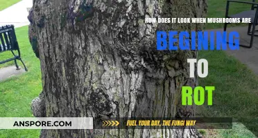 Mushrooms Rotting: What Does Decay Look Like?