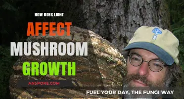 Mushroom Cultivation: Understanding Light's Impact