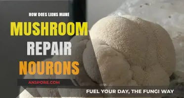 Lion's Mane: Superfood for Brain Health and Repair