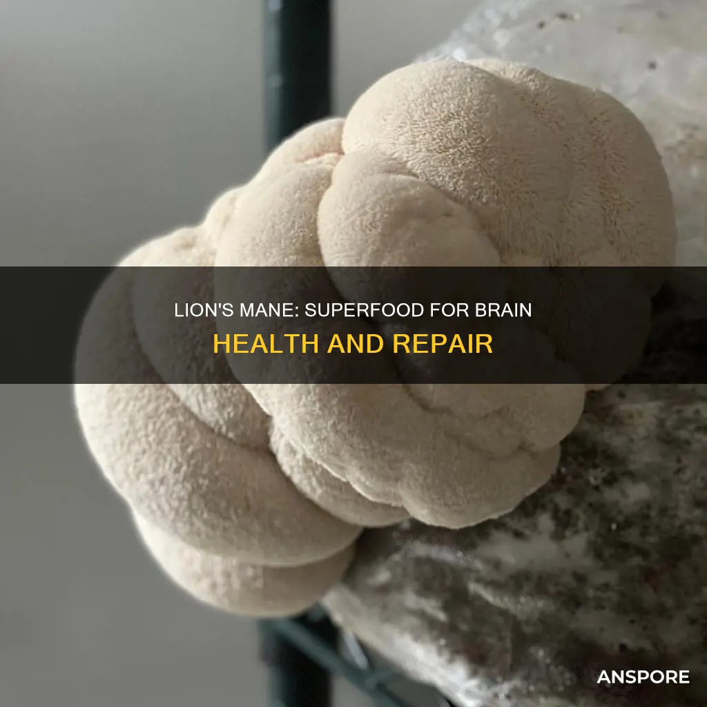 how does lions mane mushroom repair nourons
