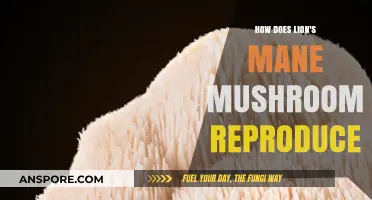 Lion's Mane Mushroom: Secrets of Reproduction