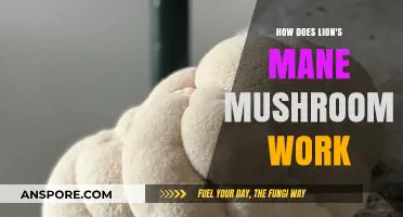 Lion's Mane Mushroom: A Natural Brain Booster?