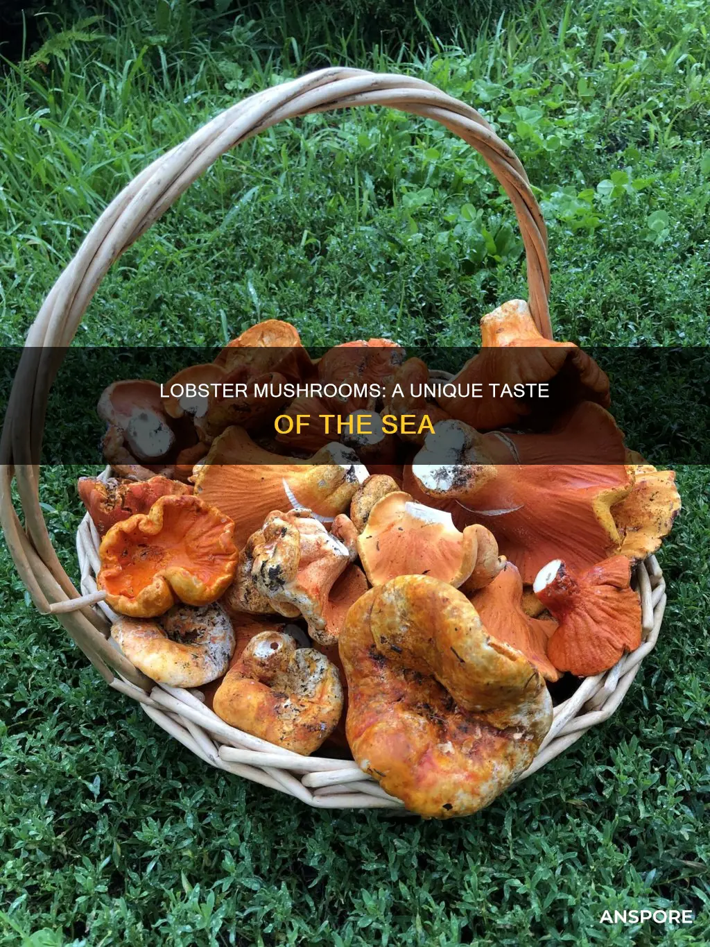 how does lobster mushroom taste
