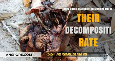 Mushroom Decomposition: Does Location Matter?
