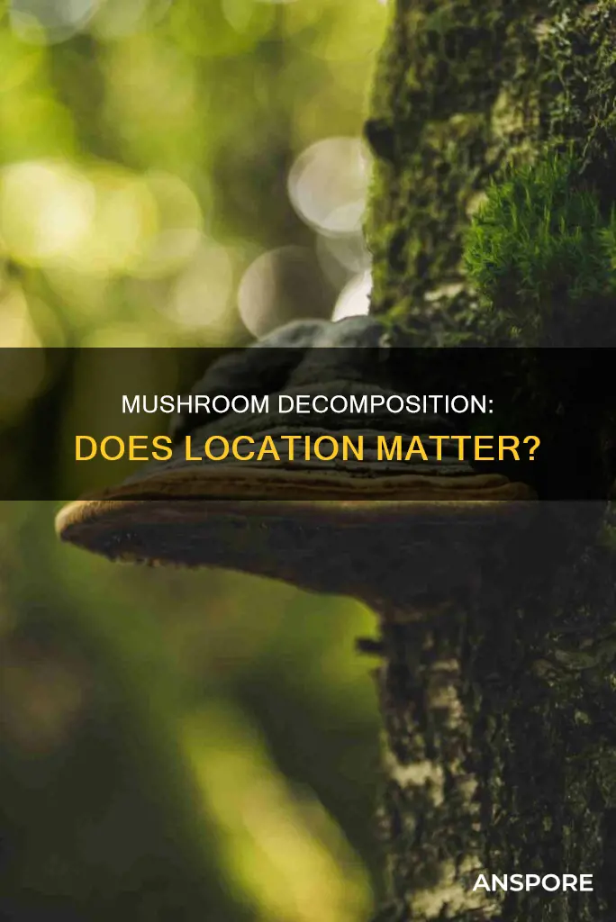 how does location of mushroom affect their decomposition rate
